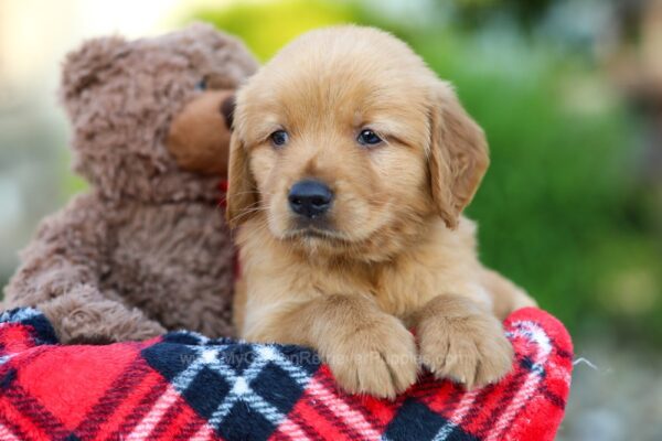 Image of Alex, a Golden Retriever puppy