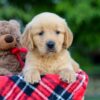 Image of Allie, a Golden Retriever puppy