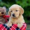 Image of Allie, a Golden Retriever puppy