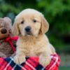 Image of Allie, a Golden Retriever puppy