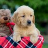 Image of Allie, a Golden Retriever puppy