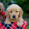 Image of Allie, a Golden Retriever puppy