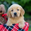 Image of Allie, a Golden Retriever puppy