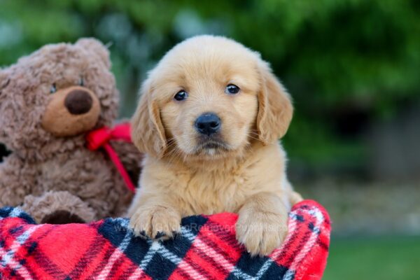 Image of Allie, a Golden Retriever puppy