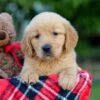 Image of Allie, a Golden Retriever puppy