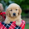 Image of Allie, a Golden Retriever puppy