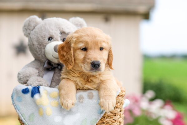 Image of Ariel (trained), a Golden Retriever puppy