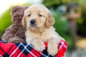Image of Austin, a Golden Retriever puppy