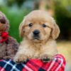 Image of Ava, a Golden Retriever puppy