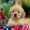 Image of Ava, a Golden Retriever puppy