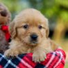 Image of Ava, a Golden Retriever puppy