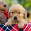 Image of Ava, a Golden Retriever puppy