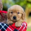 Image of Ava, a Golden Retriever puppy