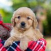 Image of Ava, a Golden Retriever puppy