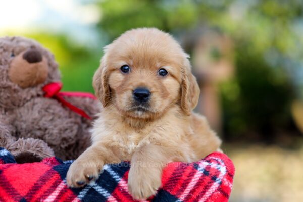 Image of Ava, a Golden Retriever puppy