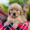 Image of Ava, a Golden Retriever puppy