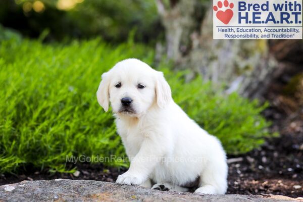 Image of Bailey, a Golden Retriever puppy