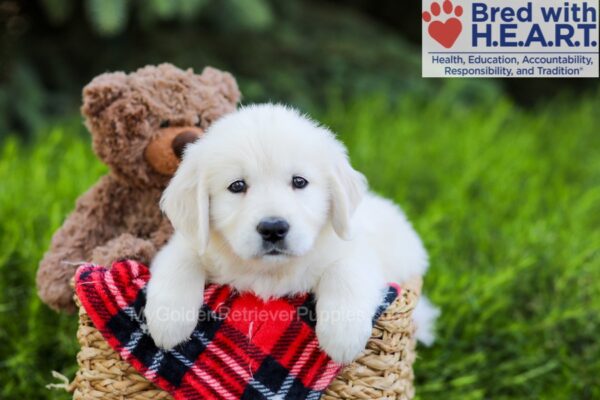 Image of Benny, a Golden Retriever puppy