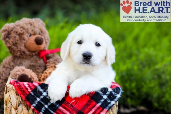 Image of Betsy, a Golden Retriever puppy