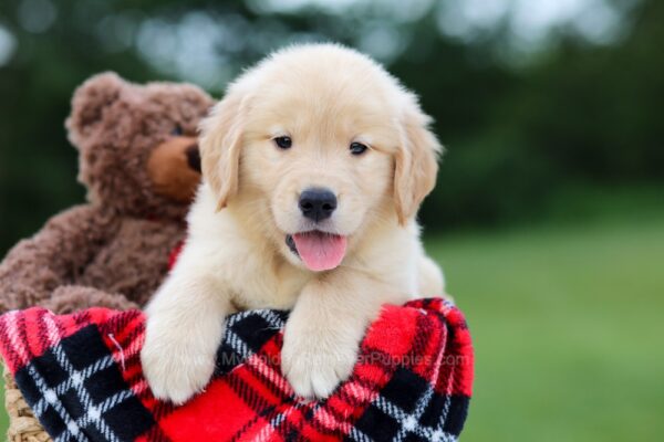 Image of Bobby, a Golden Retriever puppy