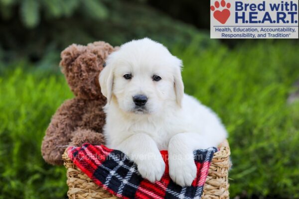 Image of Buster, a Golden Retriever puppy