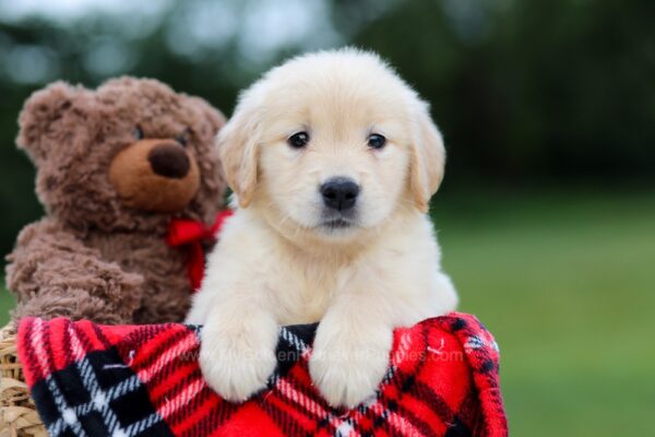 Image of Buttercup, a Golden Retriever puppy