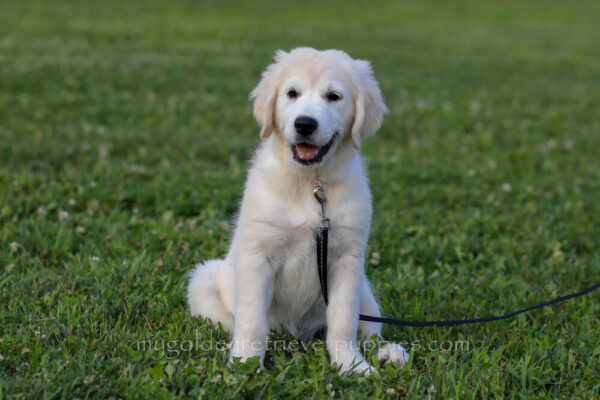 Image of Fifi, a Golden Retriever puppy