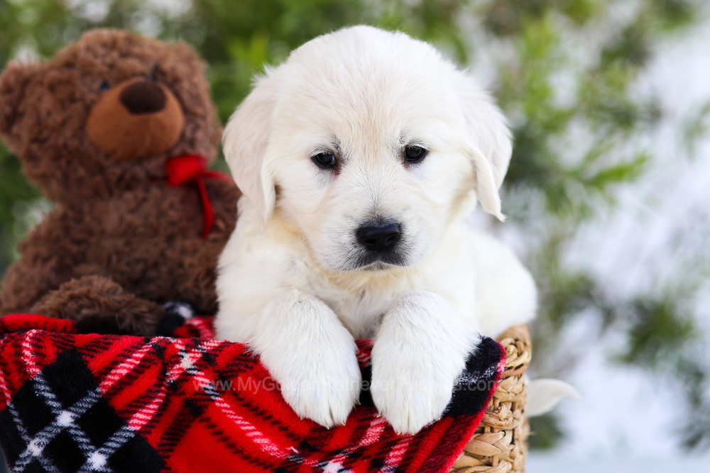 Flint - My Golden Retriever Puppies