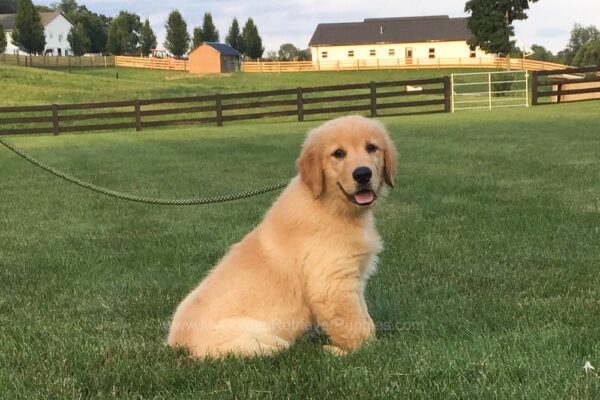 Image of Gavin, a Golden Retriever puppy