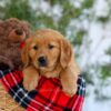 Image of Goldie, a Golden Retriever puppy