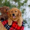 Image of Goldie, a Golden Retriever puppy