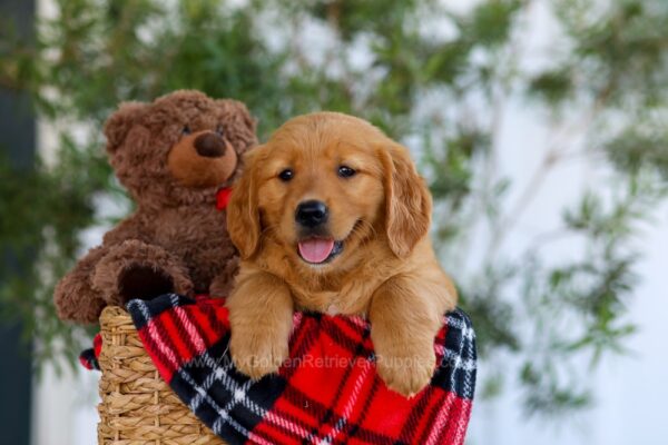 Image of Goldie, a Golden Retriever puppy