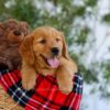 Image of Goldie, a Golden Retriever puppy