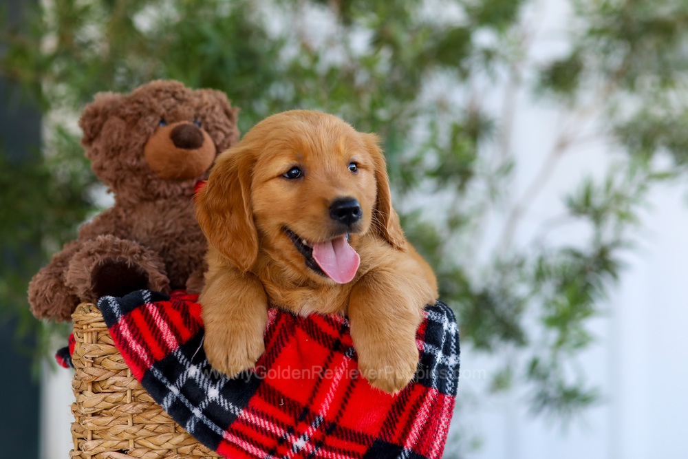 Goldie - My Golden Retriever Puppies