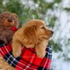 Image of Goldie, a Golden Retriever puppy