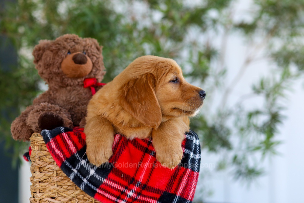 Goldie - My Golden Retriever Puppies