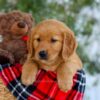 Image of Goldie, a Golden Retriever puppy