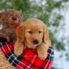 Image of Goldie, a Golden Retriever puppy