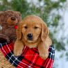 Image of Goldie, a Golden Retriever puppy