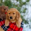 Image of Goldie, a Golden Retriever puppy