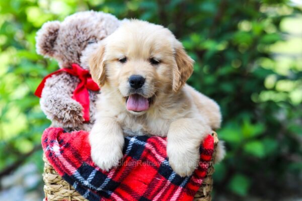 Image of Grady, a Golden Retriever puppy