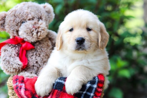 Image of Gus, a Golden Retriever puppy