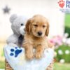 Image of Houston, a Golden Retriever puppy