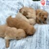 Image of Ready August 5, a Golden Retriever puppy