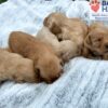 Image of Ready August 5, a Golden Retriever puppy