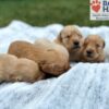 Image of Ready August 5, a Golden Retriever puppy