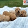 Image of Ready August 5, a Golden Retriever puppy