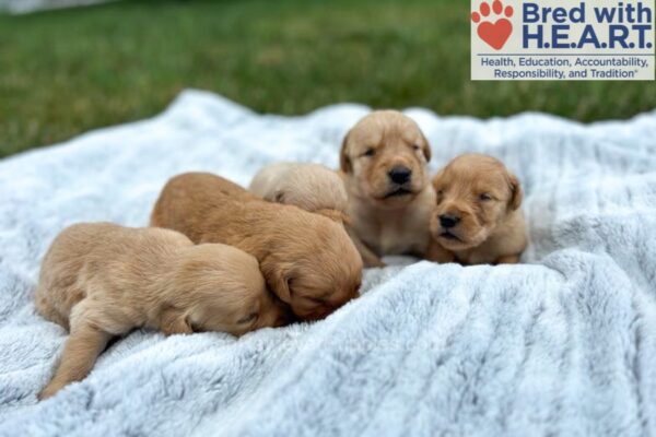 Image of Ready August 5, a Golden Retriever puppy