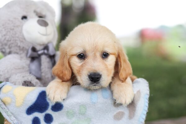 Image of Milly, a Golden Retriever puppy