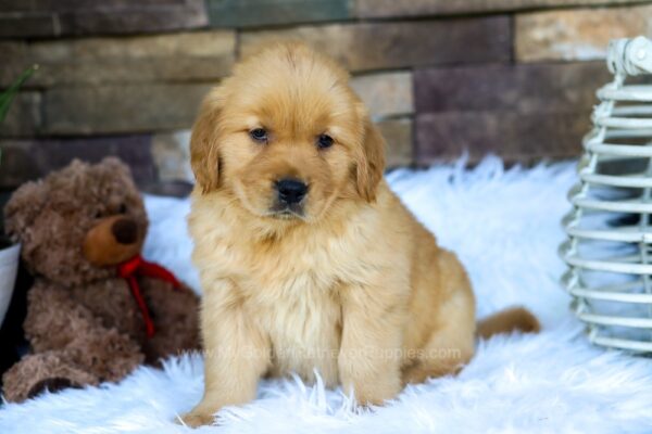 Image of Olive, a Golden Retriever puppy